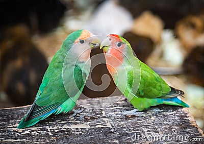 Two couple lovebird cute parrots sitting and looking at the camera on the natural background. Colorful pink, green parrots. Stock Photo